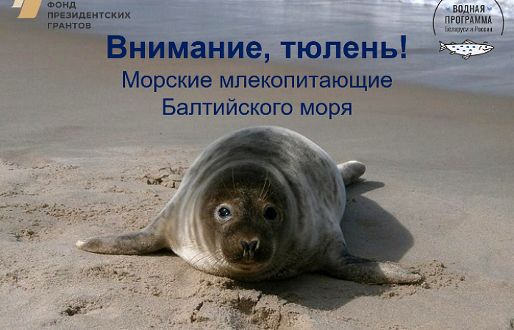 Природоохранная компания "Внимание, тюлень!"