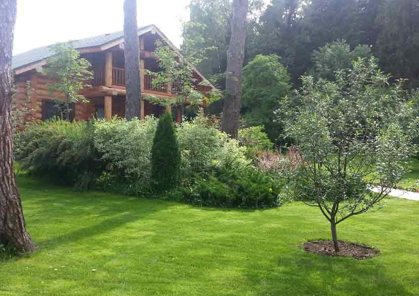 растения на дачном участке с ландшафтным дизайном